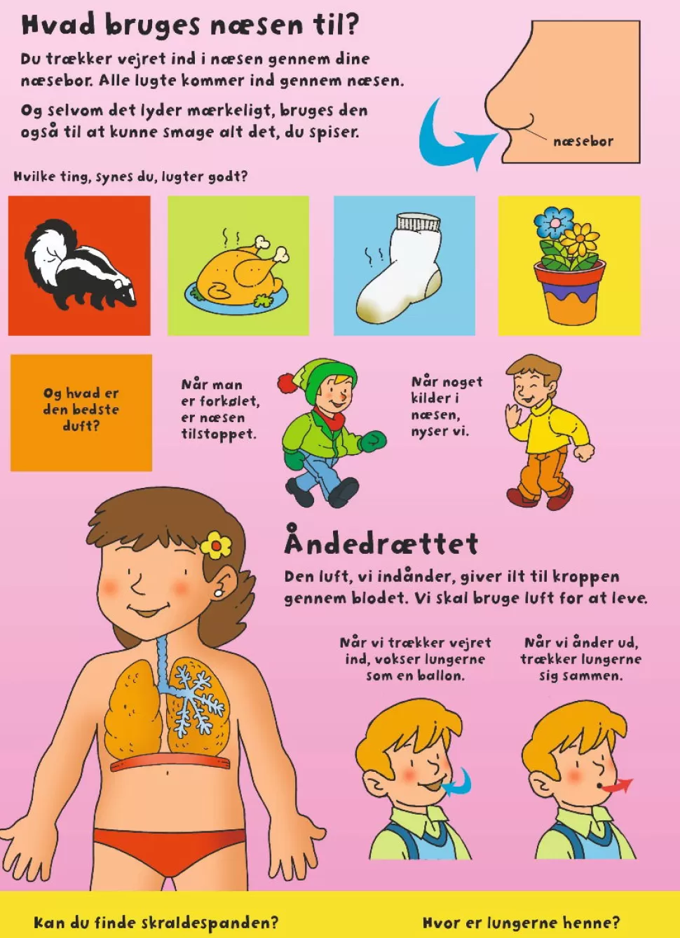Den Store Flapbog: Kroppen | * Cheap